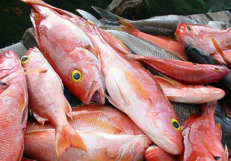 Выберите из списка морскую: найдено 90 изображений