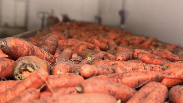 Хранение 4000 тонн моркови. Видео